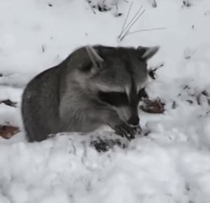    ?  