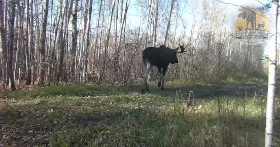 В Тюменской области заметили лося