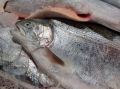 Лосось или горбуша: какая рыба вызывает старение? ТОП-3 факта, о которых молчат