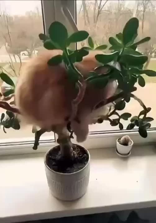 Редкие кадры цветения денежного дерева