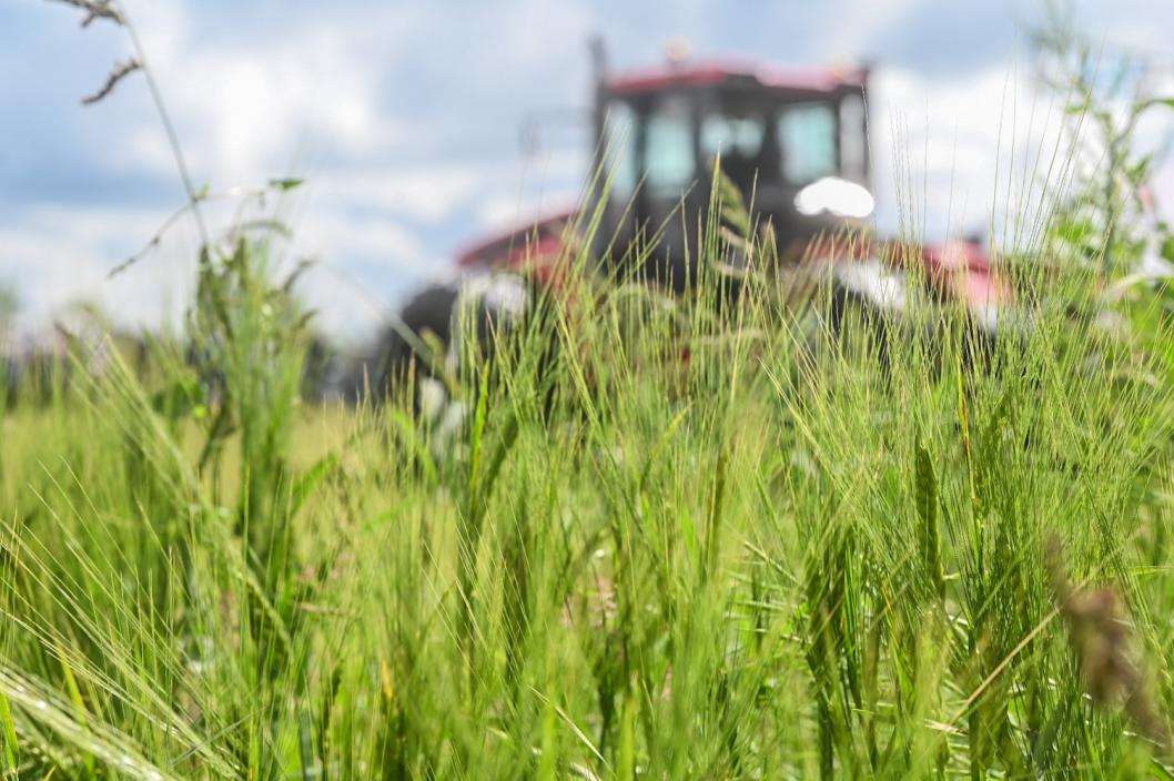 Урожайность зерновых культур, картофеля и овощей открытого грунта стала рекордной в Тюменской области в 2025 году