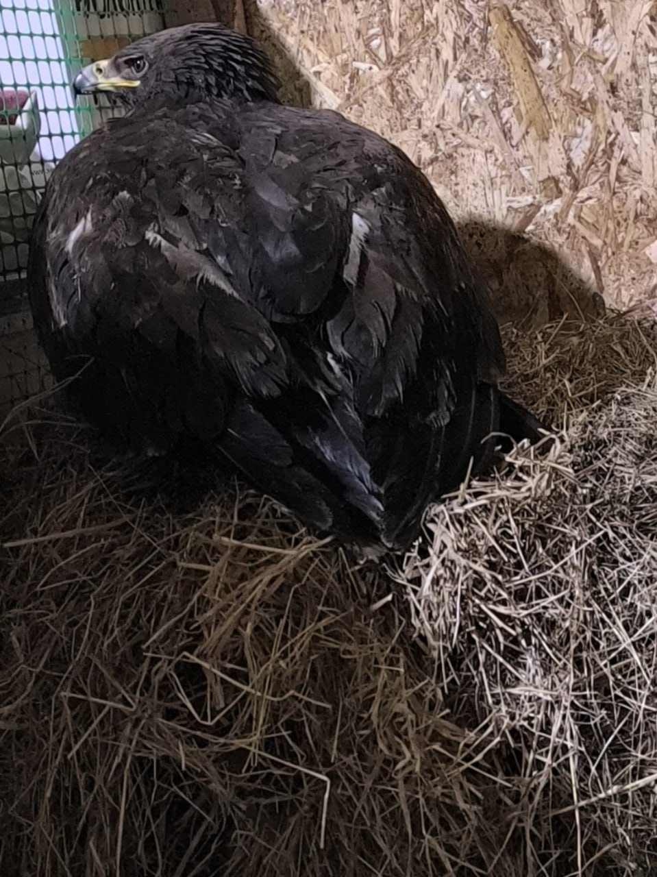 Краснокнижную птицу со сломанными лапами лечат аппаратом Илизарова в Кургане Краснокнижную птицу со сломанными лапами лечат аппаратом Илизарова в Кургане