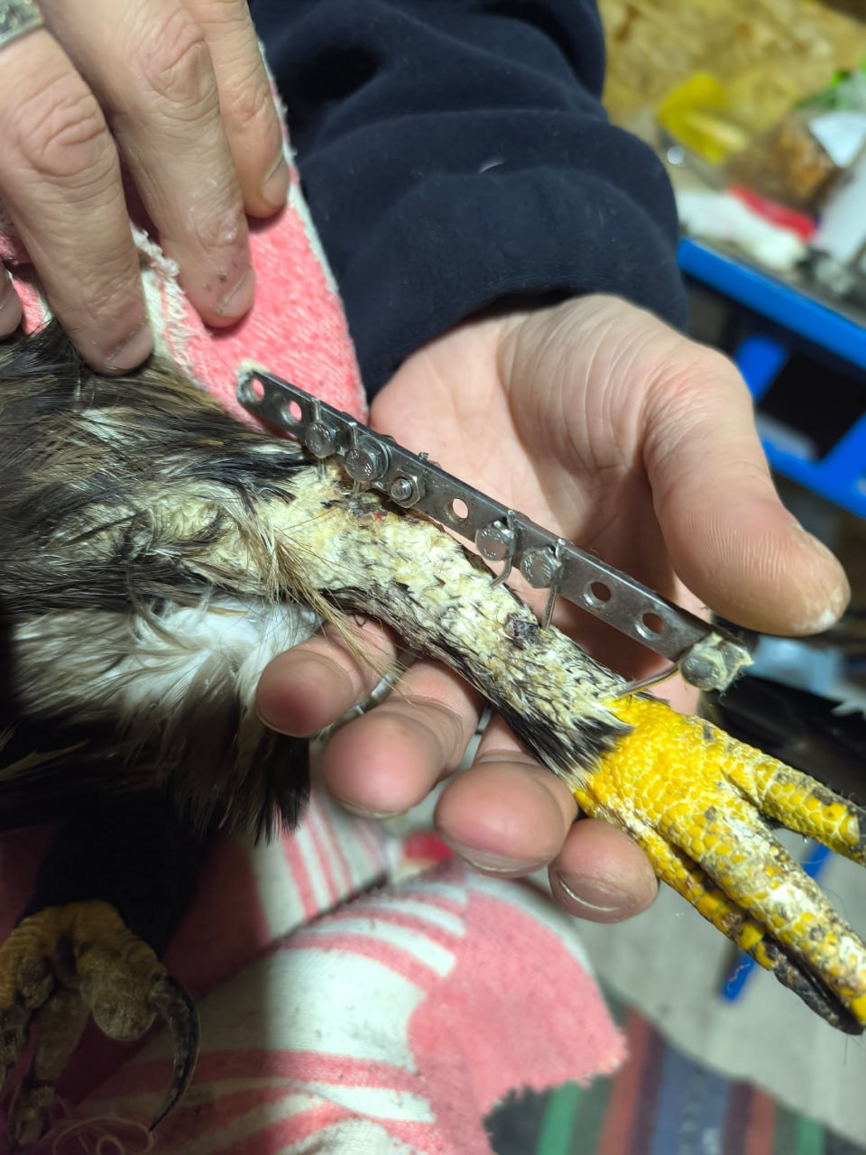 Краснокнижную птицу со сломанными лапами лечат аппаратом Илизарова в Кургане Краснокнижную птицу со сломанными лапами лечат аппаратом Илизарова в Кургане