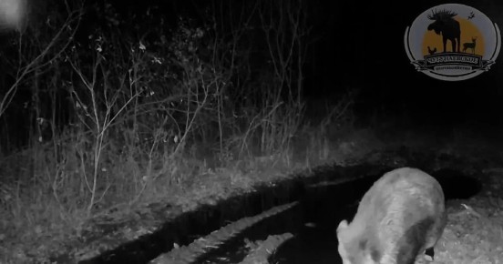 Тюменские лось и кабанчик проверили лед в лужах