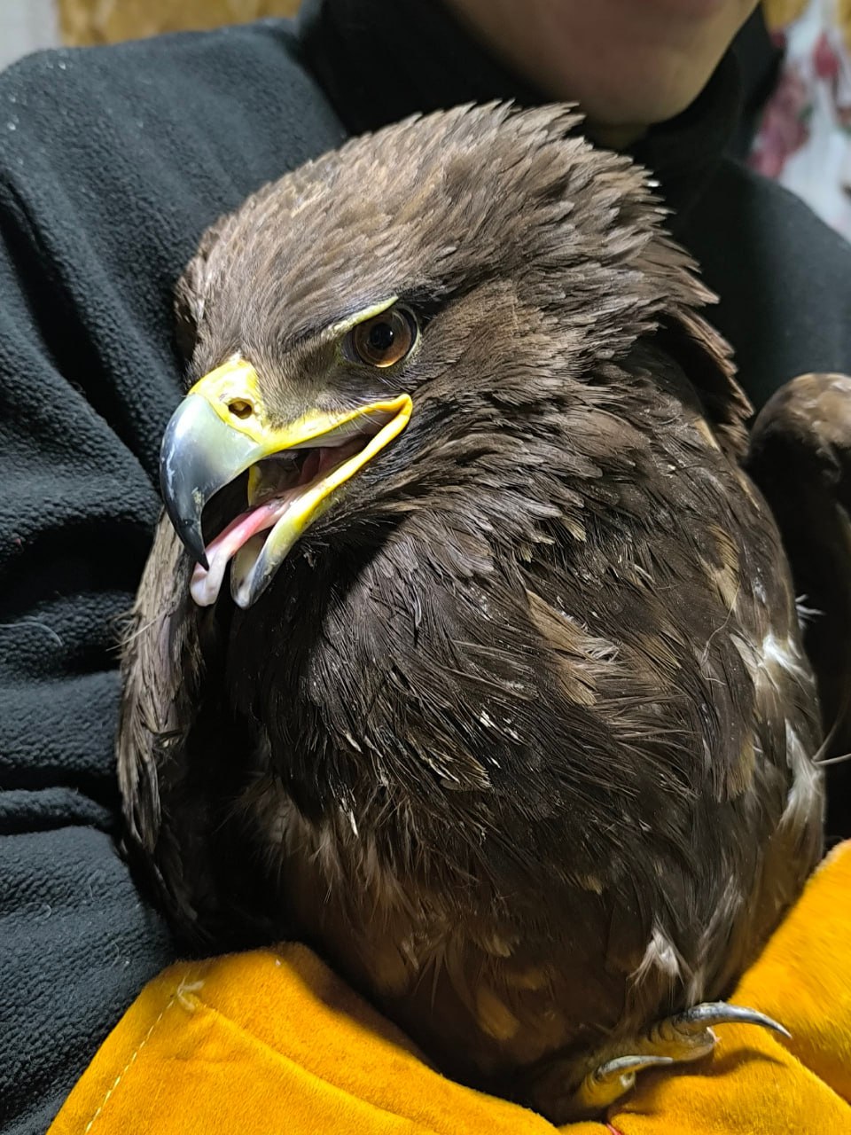 Краснокнижную птицу со сломанными лапами лечат аппаратом Илизарова в Кургане