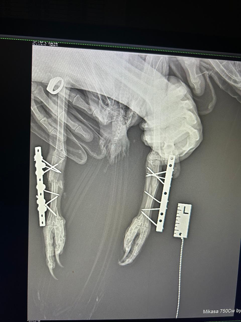 Краснокнижную птицу со сломанными лапами лечат аппаратом Илизарова в Кургане Краснокнижную птицу со сломанными лапами лечат аппаратом Илизарова в Кургане