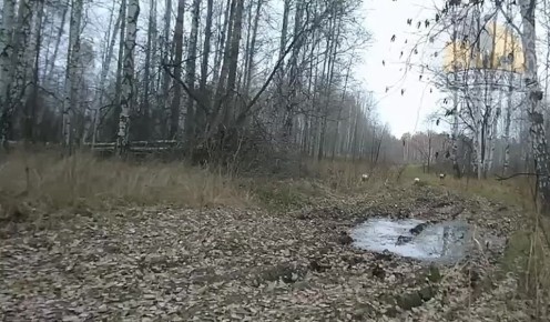 Три «Бэмби» попали на камеру фотоловушки в тюменском лесу