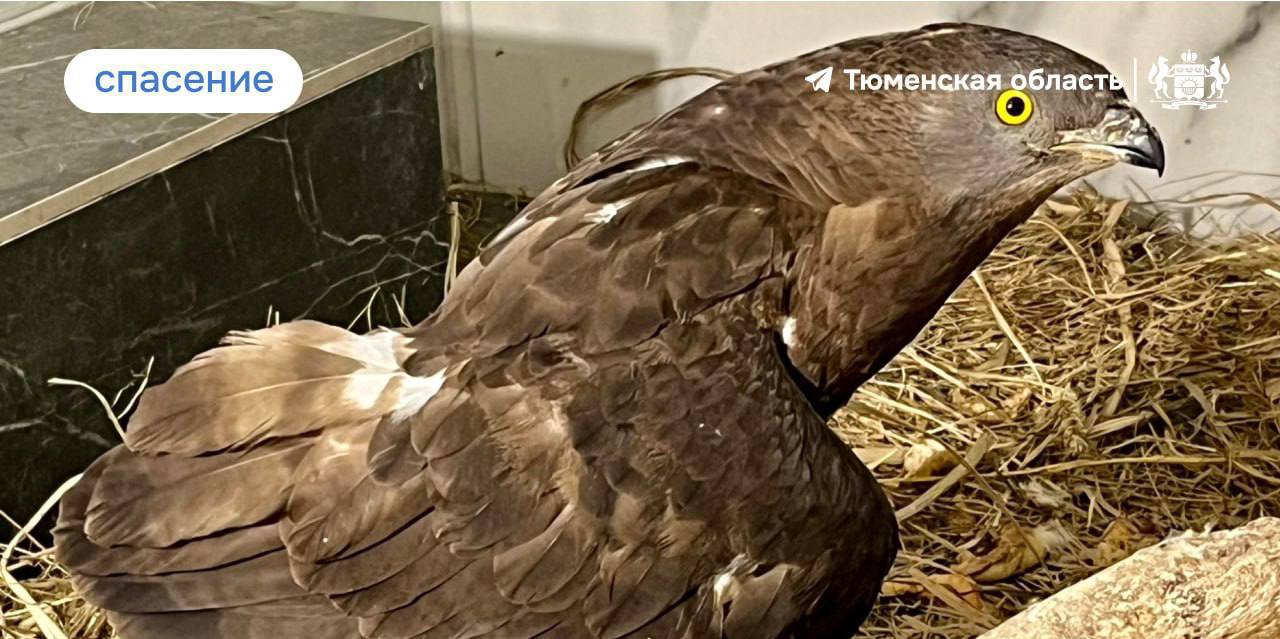 Раненый ястреб доверился тюменцам, прилетев к дачным домикам