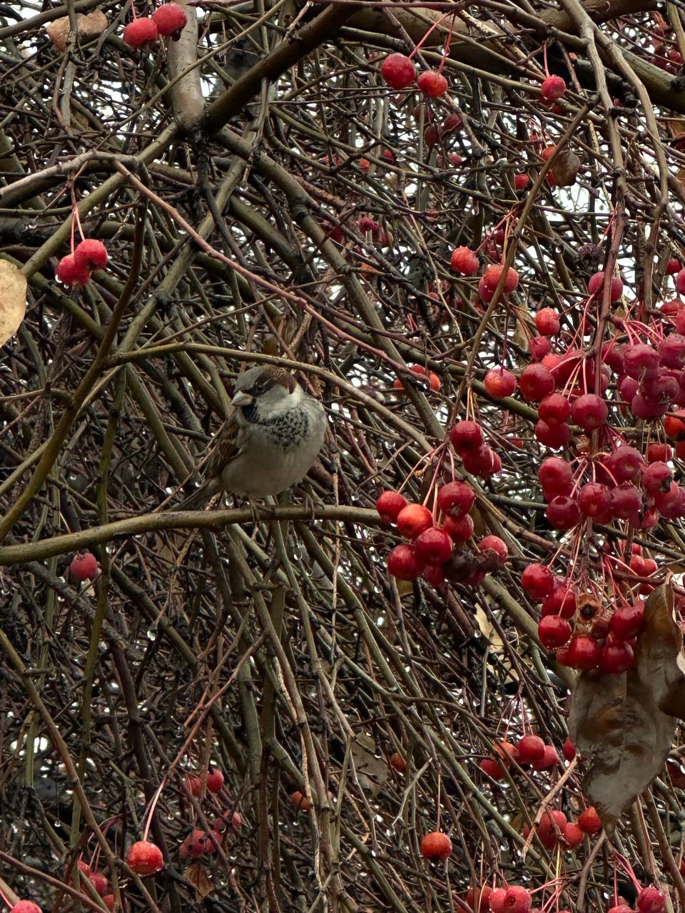 Воробьиная маскировка Воробьиная маскировка