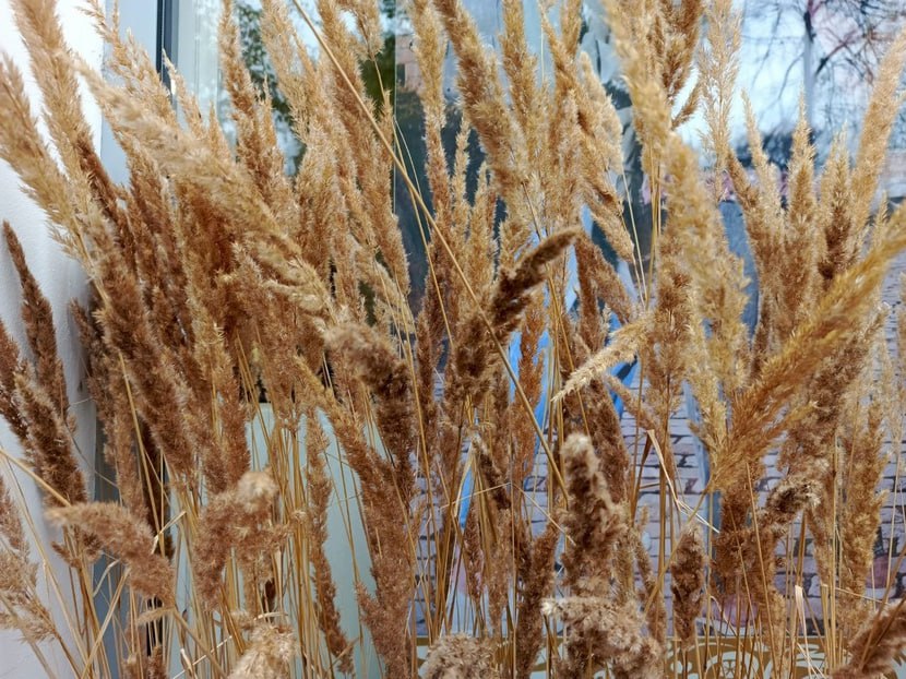 Тюменский губернатор объявил о завершении уборочной кампании