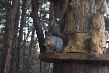 Настоящие дворцы возводит тюменец для белок — некоторые из них вы могли и сами видеть в Экопарке Затюменском Настоящие дворцы возводит тюменец для белок — некоторые из них вы могли и сами видеть в Экопарке Затюменском