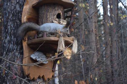 Настоящие дворцы возводит тюменец для белок — некоторые из них вы могли и сами видеть в Экопарке Затюменском Настоящие дворцы возводит тюменец для белок — некоторые из них вы могли и сами видеть в Экопарке Затюменском