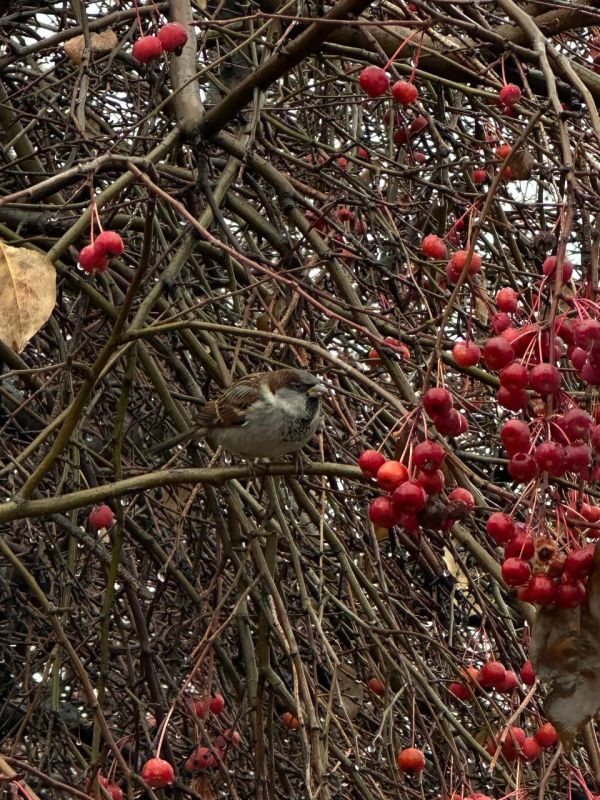 Воробьиная маскировка