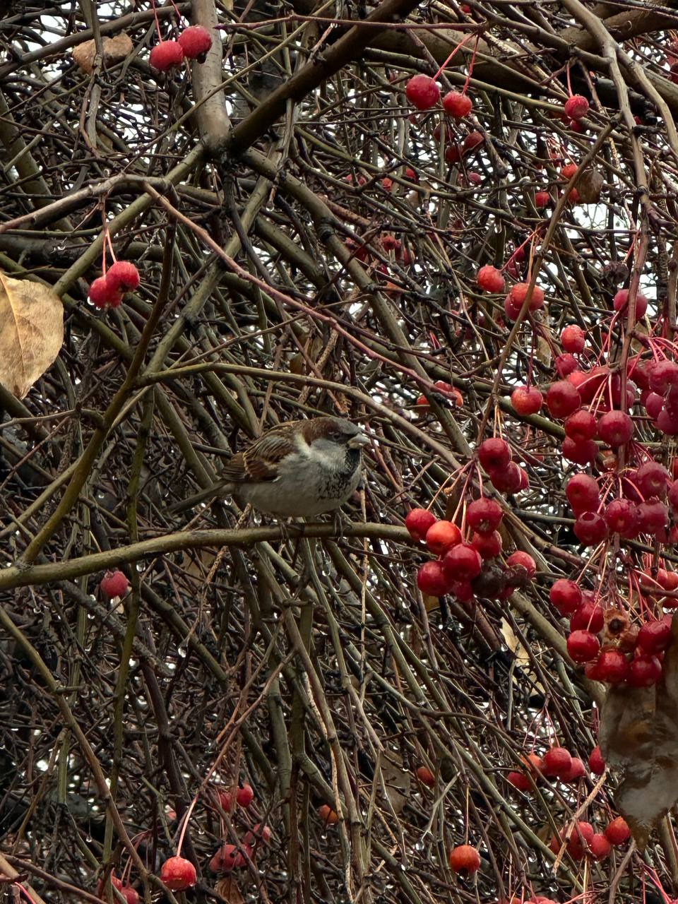 Воробьиная маскировка