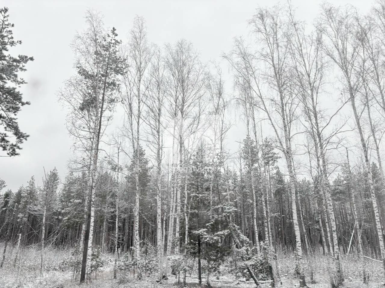 Снежная сказка по трассе из Тюмени в Курган Снежная сказка по трассе из Тюмени в Курган