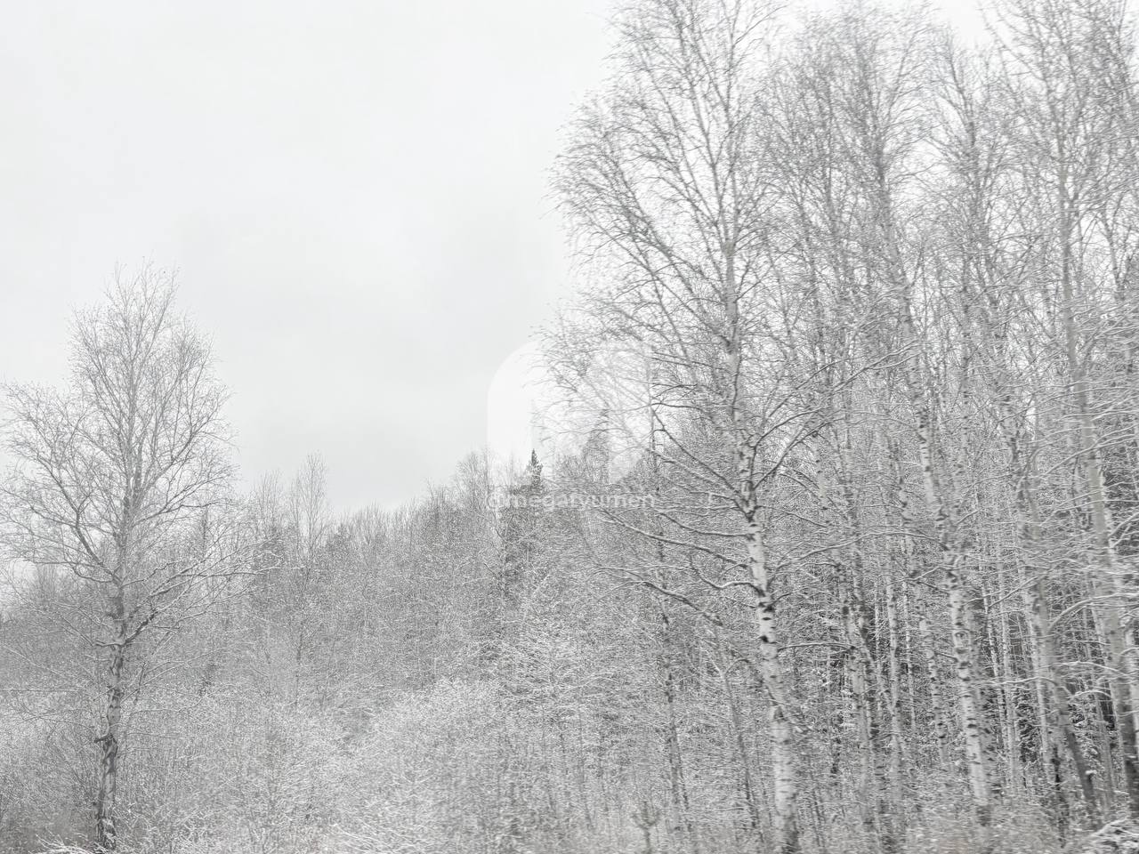 Снежная сказка по трассе из Тюмени в Курган Снежная сказка по трассе из Тюмени в Курган