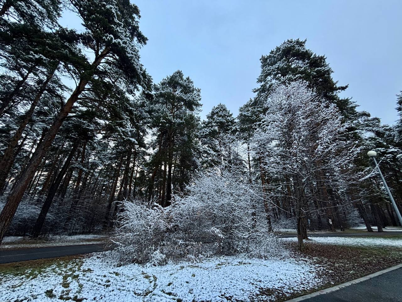 Под снежным покрывалом застыл притихший лес и ярко там белеет под куполом небес Под снежным покрывалом застыл притихший лес и ярко там белеет под куполом небес