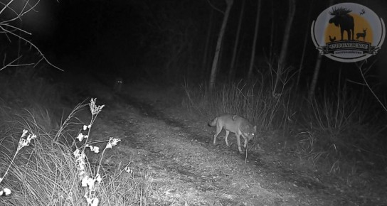 Доброй ночи. Завтра еще один выходной Фото: Охотхозяйство Чугунаевское МегаТюмень