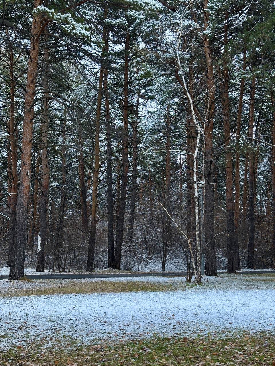Под снежным покрывалом застыл притихший лес и ярко там белеет под куполом небес Под снежным покрывалом застыл притихший лес и ярко там белеет под куполом небес