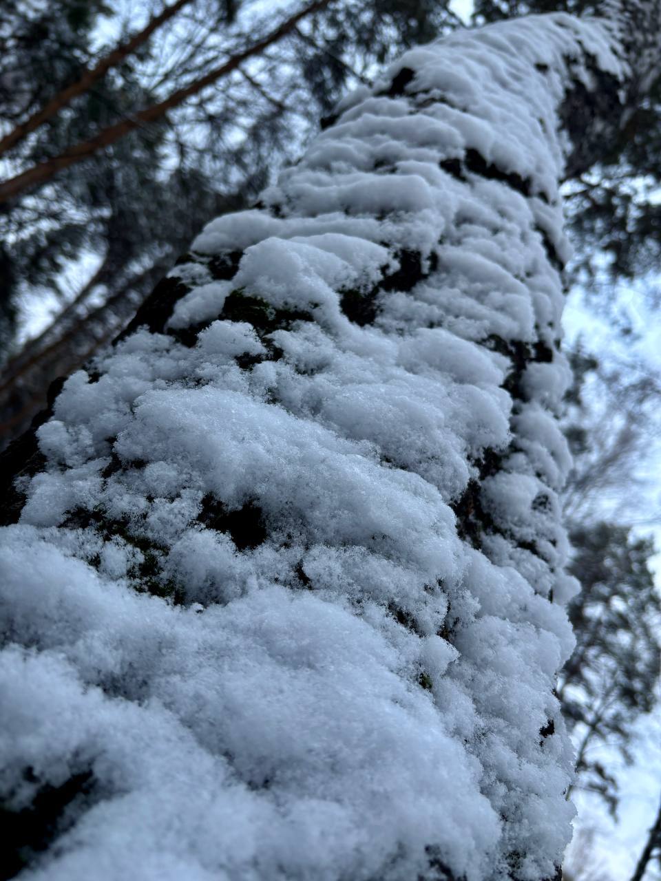 Под снежным покрывалом застыл притихший лес и ярко там белеет под куполом небес Под снежным покрывалом застыл притихший лес и ярко там белеет под куполом небес