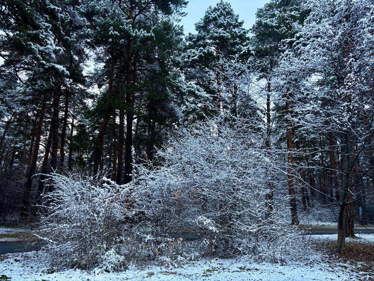 Под снежным покрывалом застыл притихший лес и ярко там белеет под куполом небес Под снежным покрывалом застыл притихший лес и ярко там белеет под куполом небес