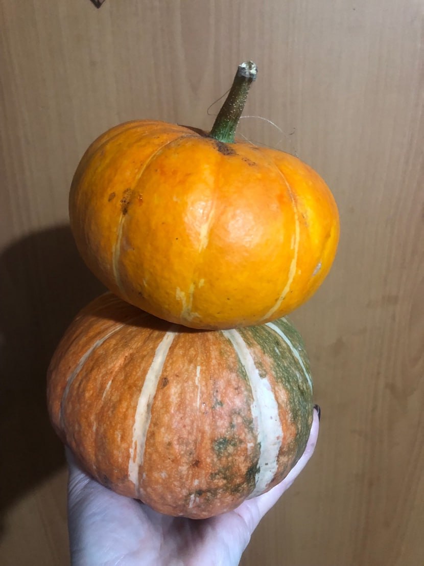 Как сохранить кабачки и тыквы?