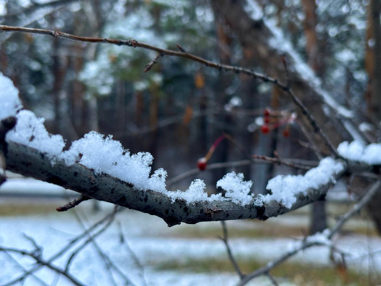Под снежным покрывалом застыл притихший лес и ярко там белеет под куполом небес Под снежным покрывалом застыл притихший лес и ярко там белеет под куполом небес