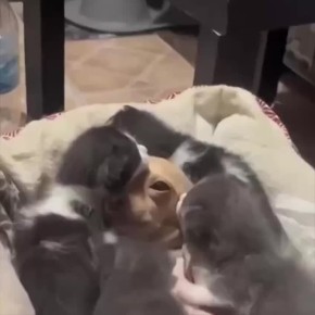 Доброе утро. Начинаем день с милоты МегаТюмень