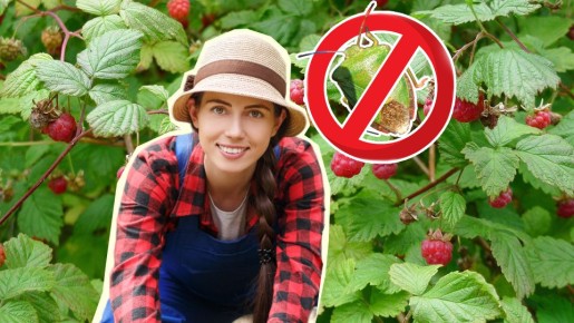 Клопы забудут дорогу к вашим кустам малины: посадите поблизости вот что