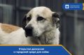 Приглашаем всех любителей собак и тех, кто хочет сделать наш город более комфортным для четвероногих друзей!