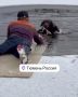 Тюменец спас провалившегося под лед пса — животное было на самовыгуле