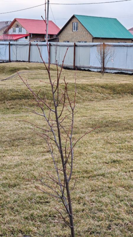 Про благоустройство на территории строящейся школы в микрорайоне Березняковском в Тюмени Про благоустройство на территории строящейся школы в микрорайоне Березняковском в Тюмени