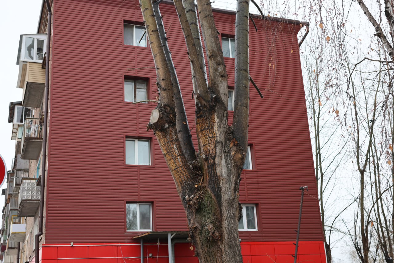 Стрижка только началась. Точнее, продолжилась после перерыва на тёплые дни Стрижка только началась. Точнее, продолжилась после перерыва на тёплые дни