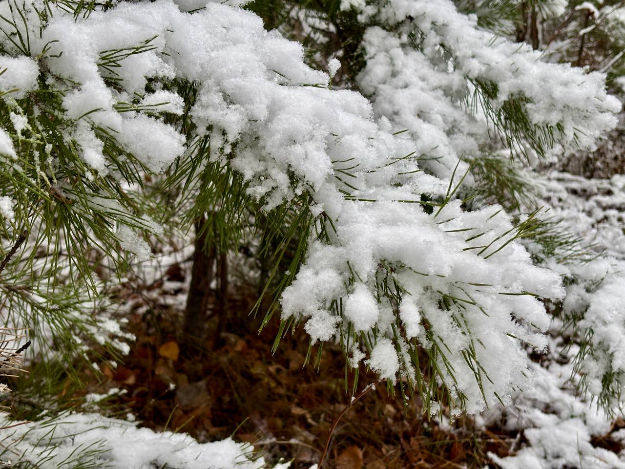 Ноябрь – всё-таки осенний или зимний месяц, как считаете? Ноябрь – всё-таки осенний или зимний месяц, как считаете?
