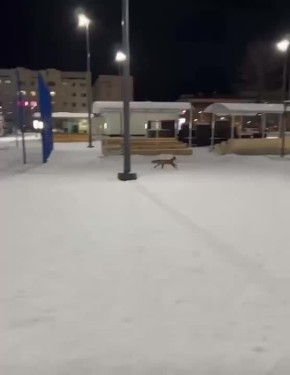 Лисичку, которая впала в детство, заметили на детской площадке в Надыме