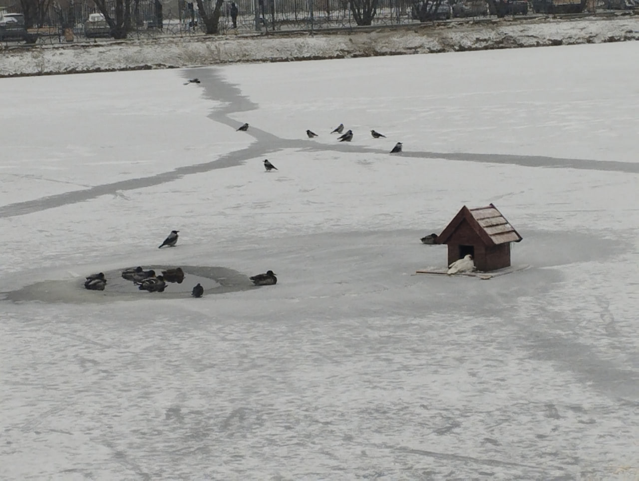 На пруду Южный замерзают утки, не улетевшие по какой-то причине, возможно травмы На пруду Южный замерзают утки, не улетевшие по какой-то причине, возможно травмы