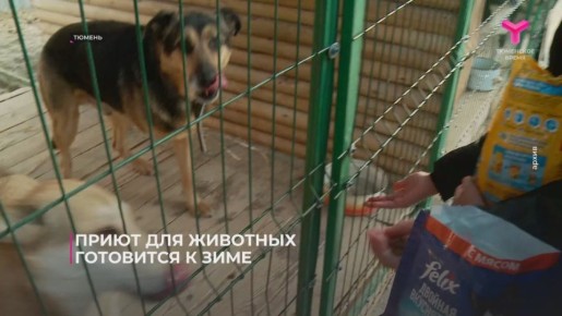 Приют для животных "Солнышко" готовится к зиме