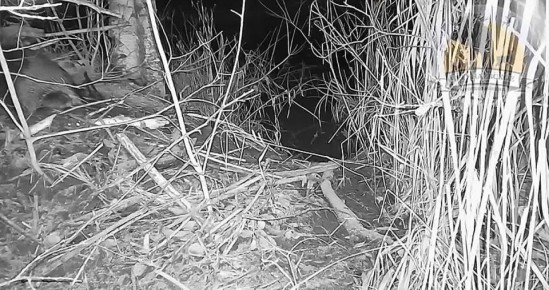 Ночной трудяга желает вам добрых снов