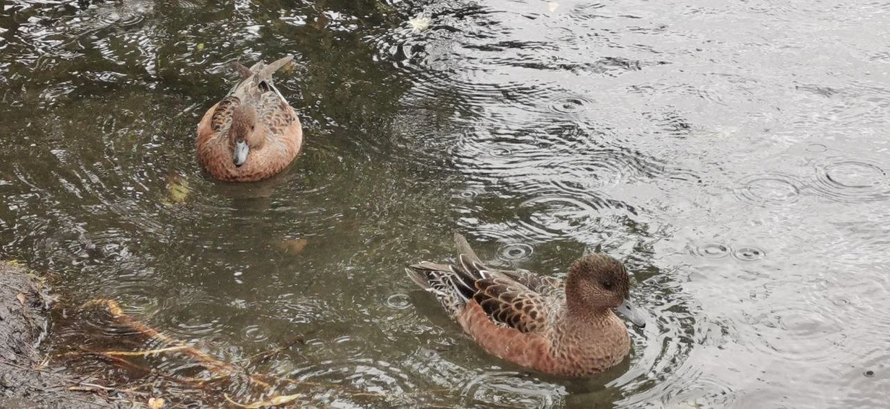 Чем можно кормить уток, знаете? Рассказываем! Чем можно кормить уток, знаете? Рассказываем!