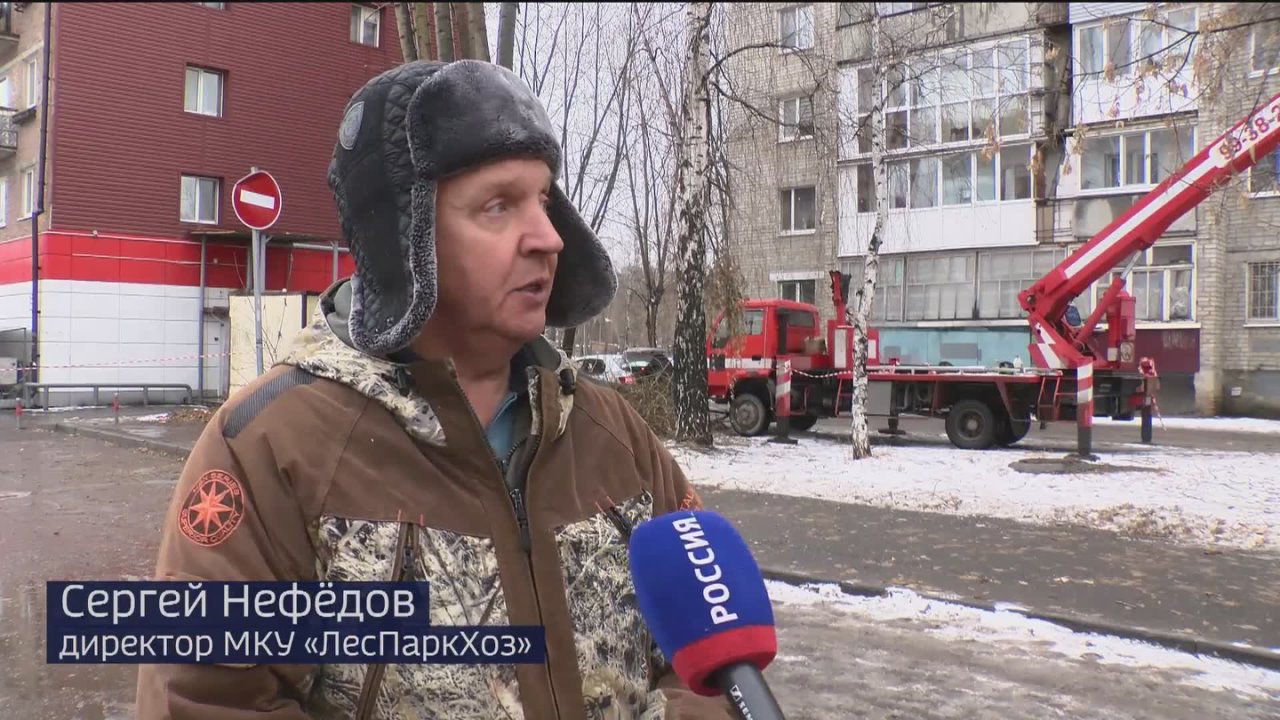 В Тюмени начинается сезон обрезки деревьев