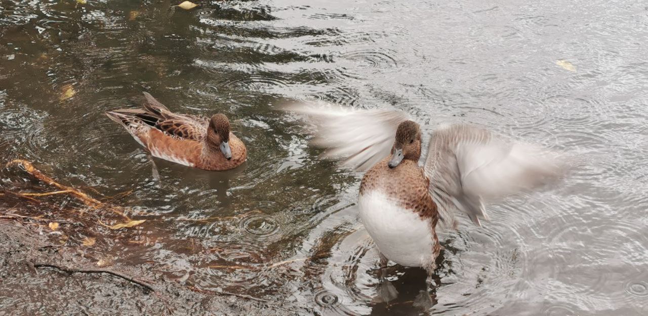Чем можно кормить уток, знаете? Рассказываем!