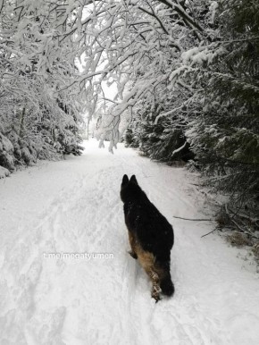 Это просто сказка. Наша подписчица поделилась волшебными кадрами из Уватского района Глаз радуется Вы тоже можете поделиться с нами вашими красивыми фотографиями или своей историей