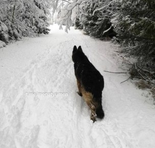 Снег в Тюмени растаял, словно его не было