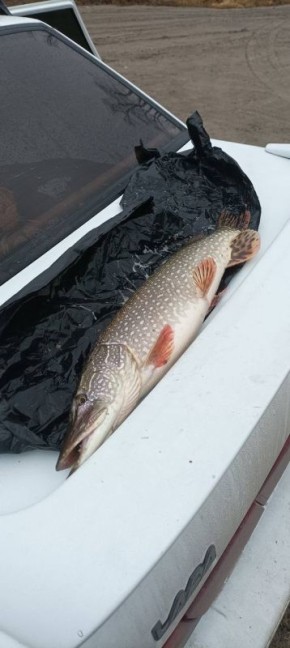 Тюменцы начали «пробовать» первый лед и отправляются на рыбалку