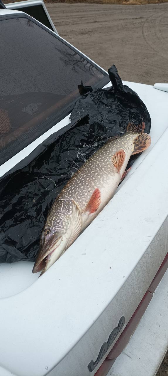 Тюменцы начали «пробовать» первый лед и отправляются на рыбалку