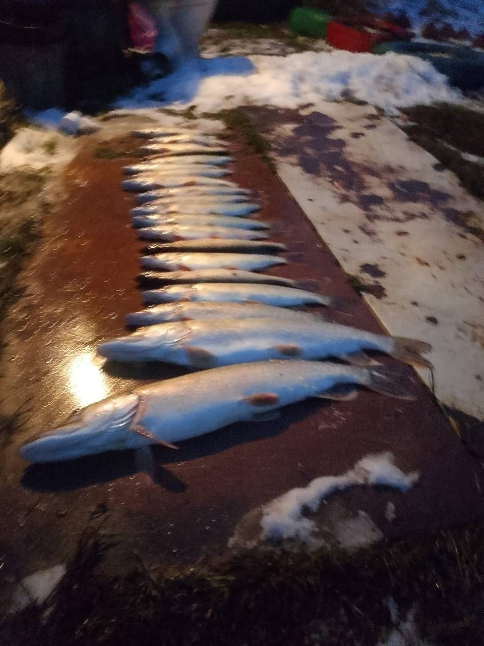 Тюменцы начали «пробовать» первый лед и отправляются на рыбалку Тюменцы начали «пробовать» первый лед и отправляются на рыбалку