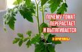 Ошибки, которые мешают рассаде томатов: как избежать перерастания
