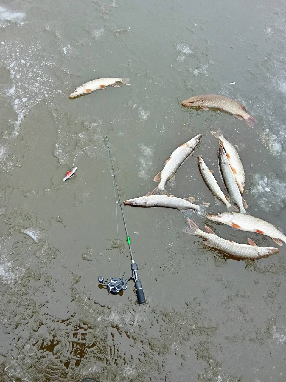 Тюменцы начали «пробовать» первый лед и отправляются на рыбалку Тюменцы начали «пробовать» первый лед и отправляются на рыбалку