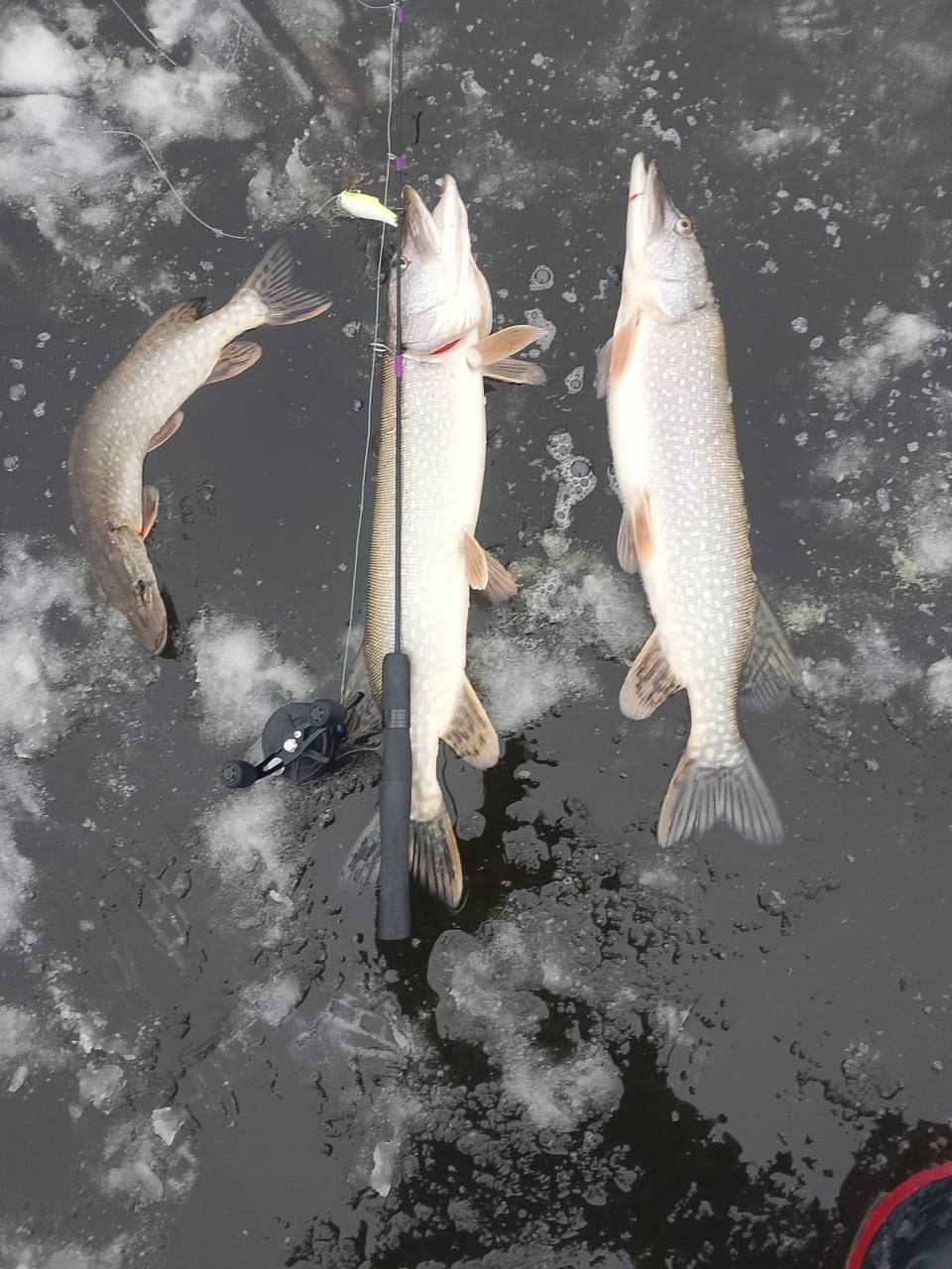 Тюменцы начали «пробовать» первый лед и отправляются на рыбалку Тюменцы начали «пробовать» первый лед и отправляются на рыбалку