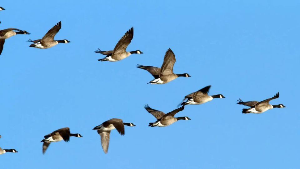 А вы знали, почему птицы летают клином?